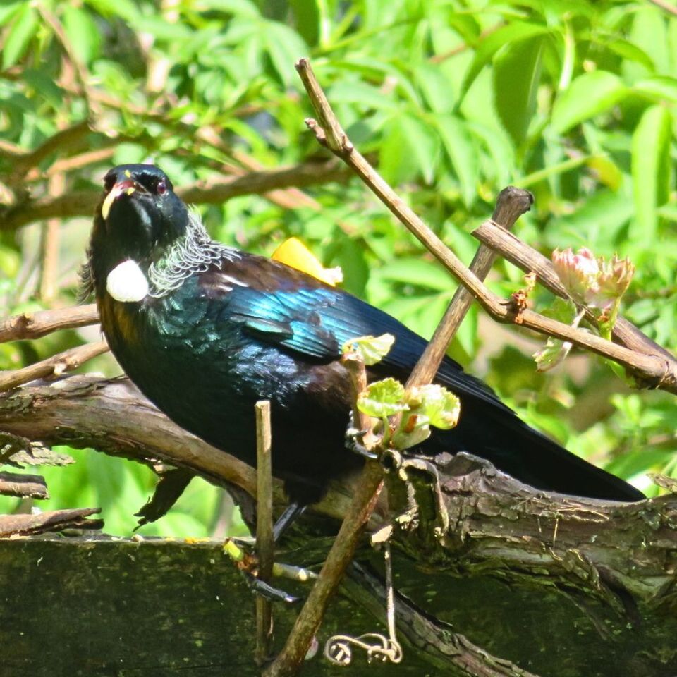 The Spirit of Aotearoa in Sterling Silver: Our Tui Stud Earrings
